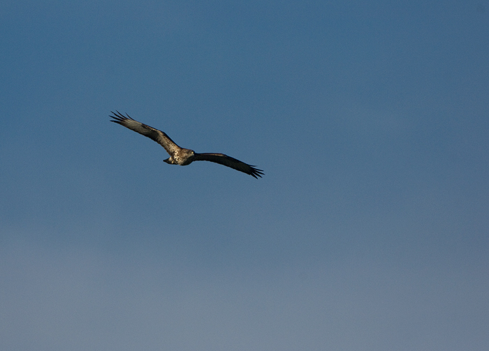 Falco pecchiaiolo ???